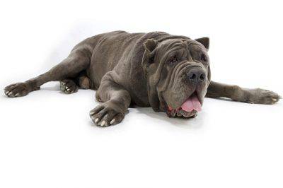 grooming tips for a neapolitan mastiff