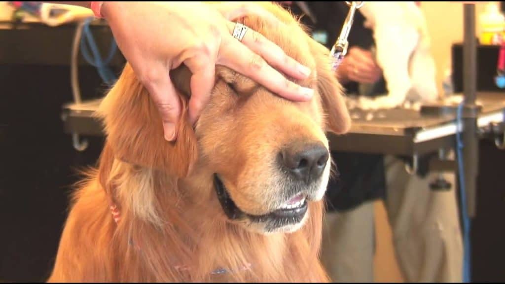 Grooming Your Dog's Ears in Natural Style Dog Grooming Tutorial
