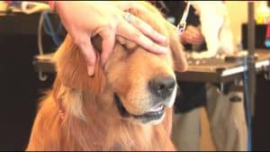 grooming your dog's ears in natural style