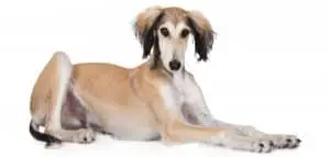 grooming your saluki at home