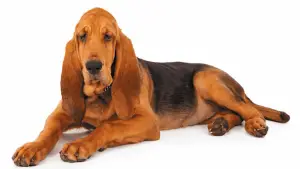 how to groom a bloodhound at home