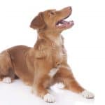 how to groom a nova scotia duck tolling retriever