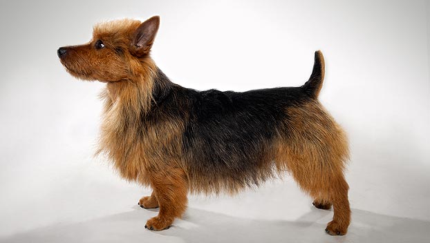 how to groom an australian terrier at home