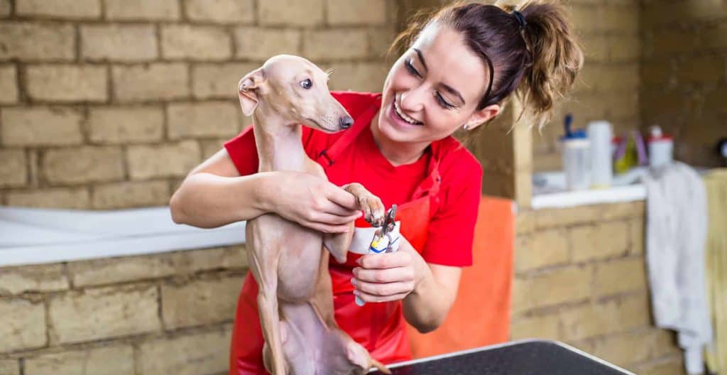 How to Groom an Italian Greyhound at Home Dog Grooming Tutorial