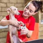 how to groom an italian greyhound at home