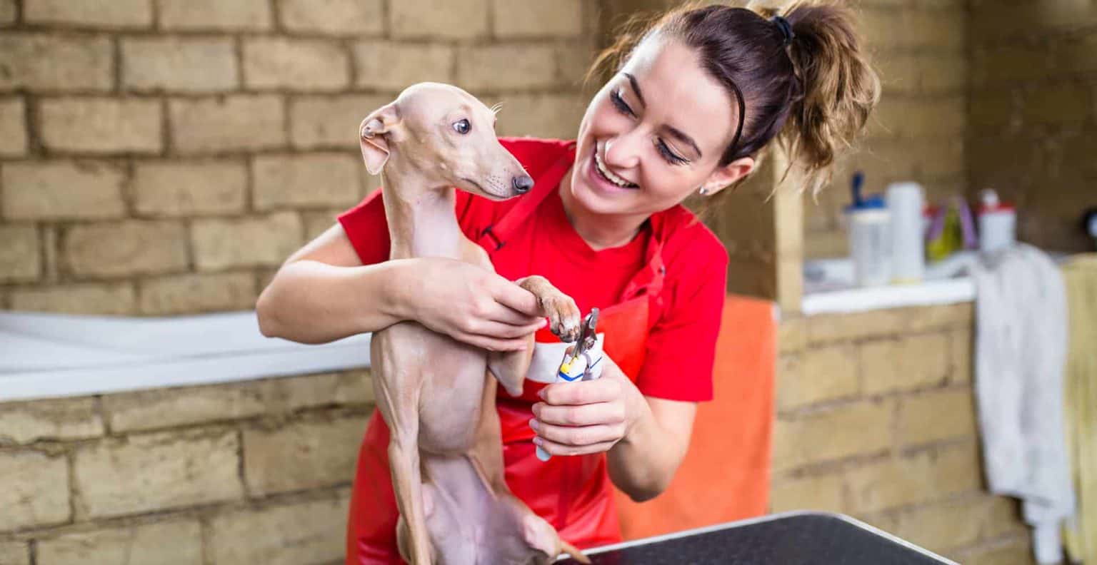 How to Groom an Italian Greyhound at Home Dog Grooming Tutorial