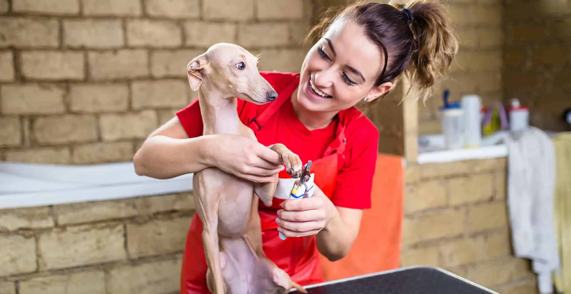how to groom an italian greyhound at home