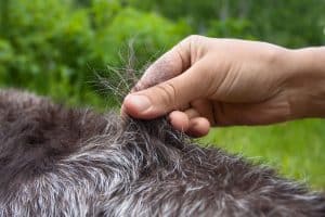 stripping and hand plucking a dog's coat