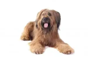 tips for grooming a briard at home