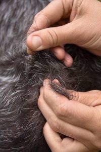 hand plucking a dog