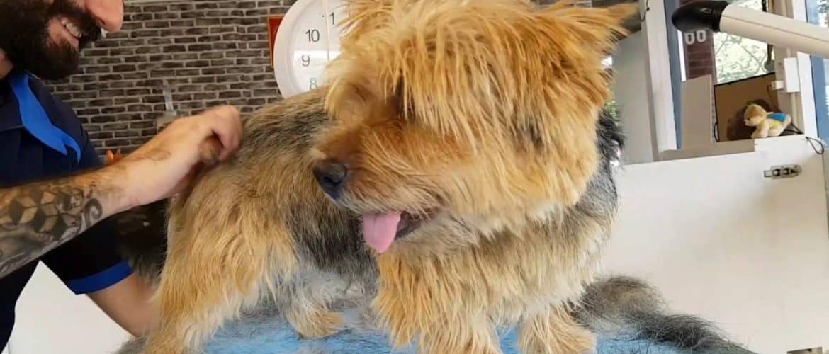 Difference Between Plucking or Stripping a Dog Dog Grooming Tutorial