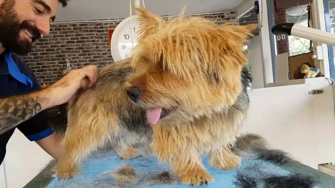 Hand Stripping Dog Grooming