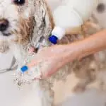 bathing a poodle in show coat