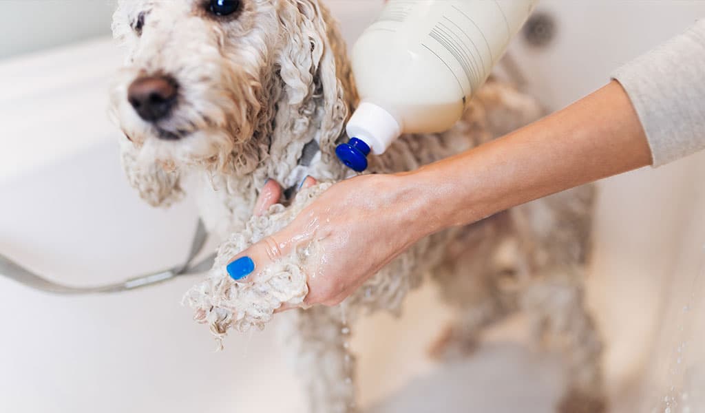 bathing a poodle in show coat