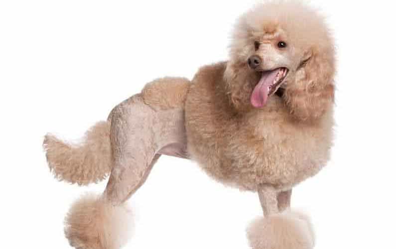 standard poodle continental cut