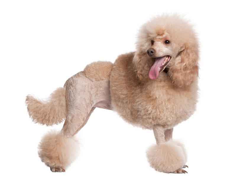 4. Standard Poodle Haircuts: From Puppy Cut to Continental Clip - wide 5