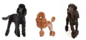 different leg variations for poodles