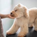 fluff drying tips for a pet poodle