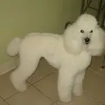 swirl clip on a poodle