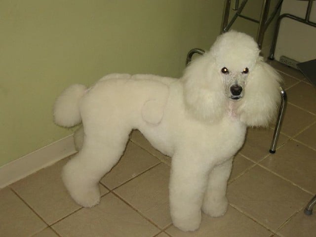 swirl clip on a poodle