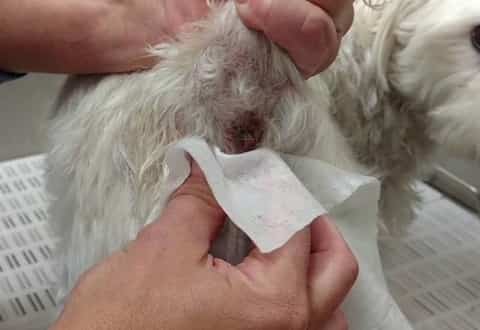 how to clean anal glands of a poodle
