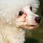 how to clean poodles eyes