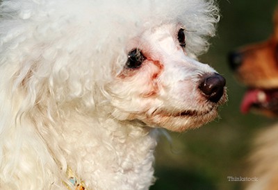 how to clean poodles eyes