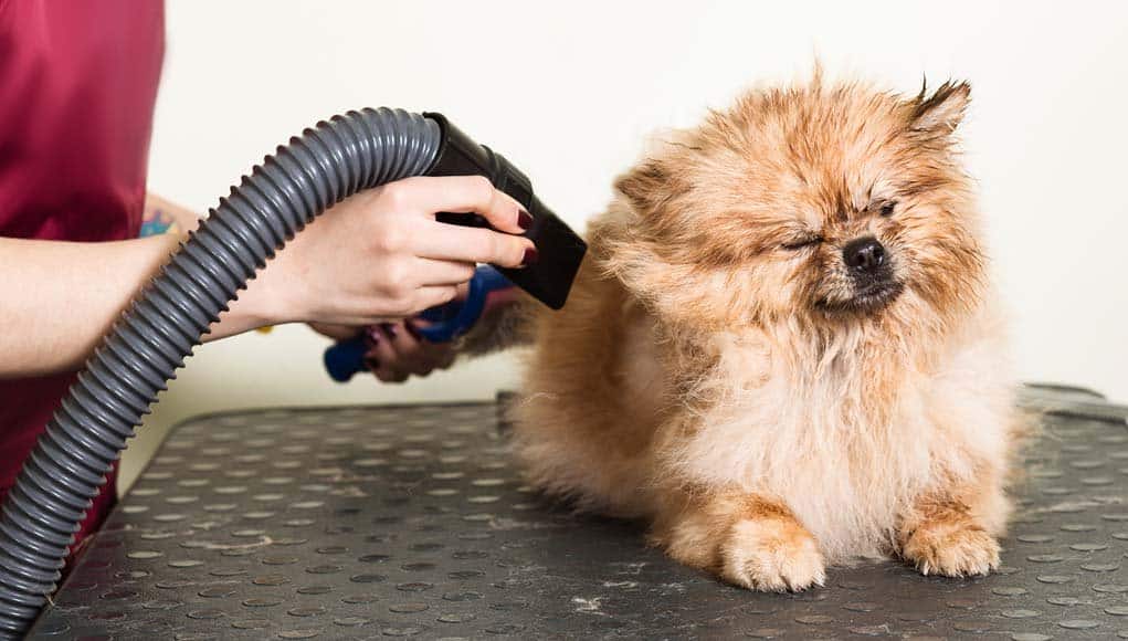 how to dry your dog with a blaster