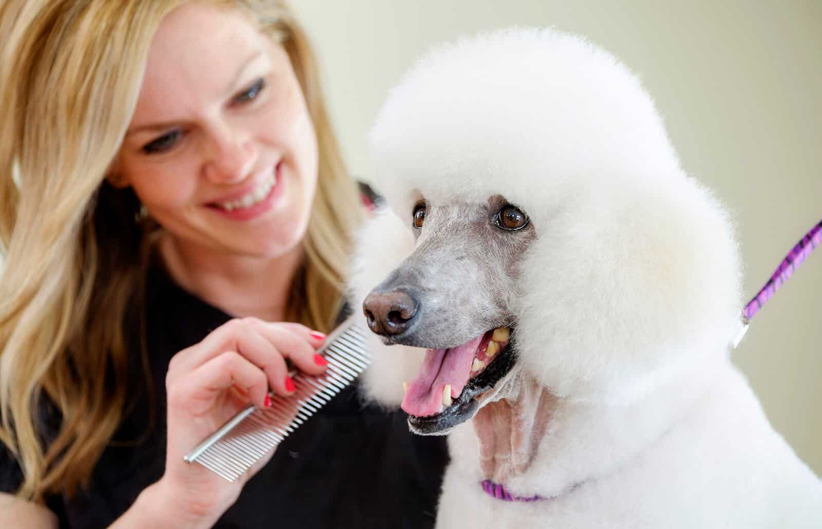 how to dry a poodle show coat