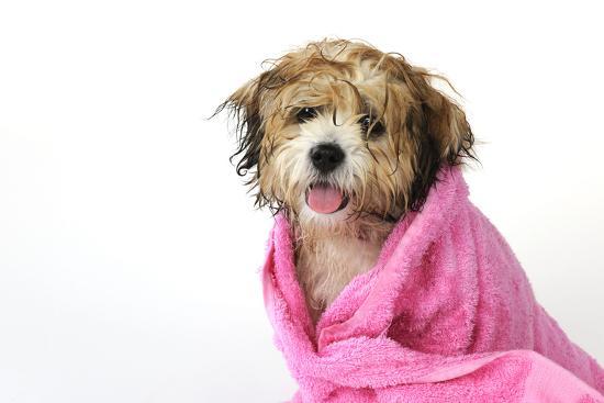 how to towel dry each dog by coat type