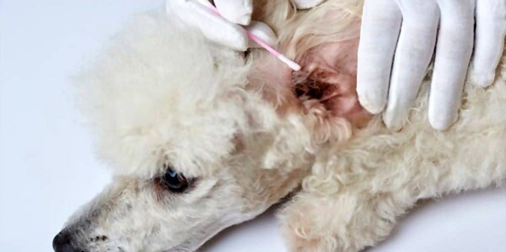 Grooming Poodle Ears 2025