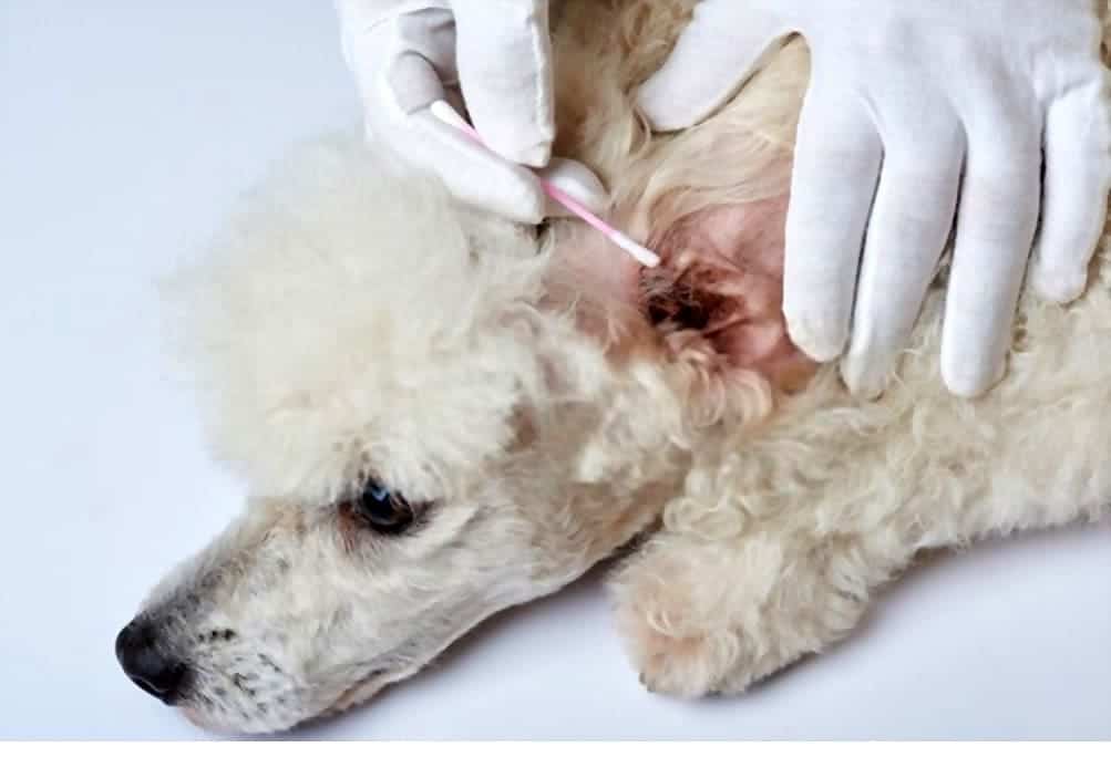 poodle ear cleaning the correct way