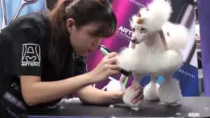 styling the legs of a poodle
