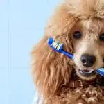 teeth cleaning for poodles