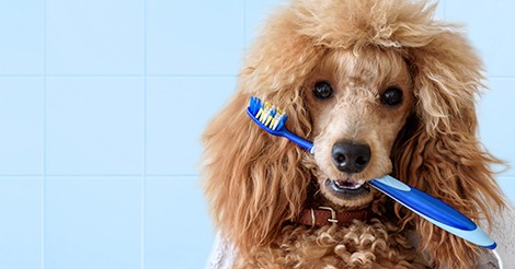 teeth cleaning for poodles
