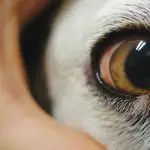 common diseases of the eye in dogs