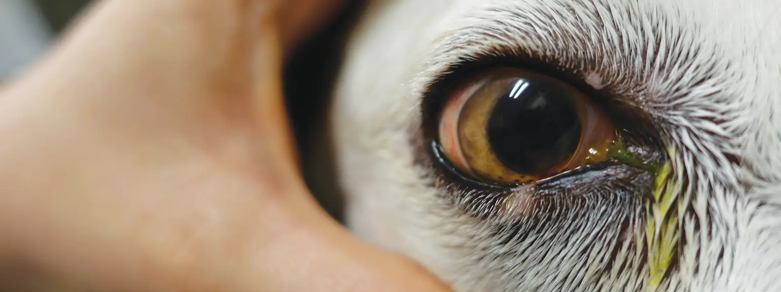 common diseases of the eye in dogs