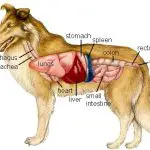 digestive system disorders in dogs