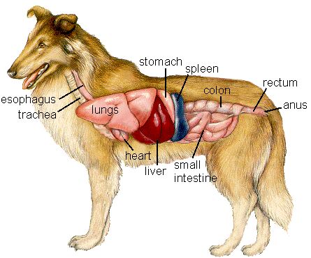 digestive system disorders in dogs