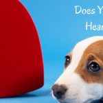 grooming dogs with heart problems