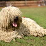 how to groom a komondor