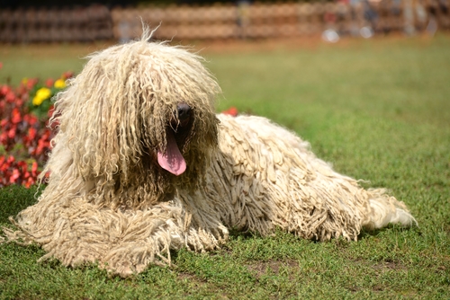 how to groom a komondor