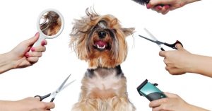 which are the best grooming tools to buy