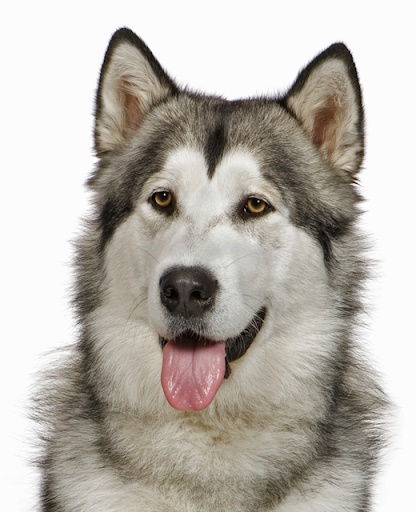 alaskan malamute ear and eye care