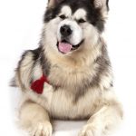 coat care for an alaskan malamute