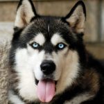 fleas and ticks on your alaskan malamute