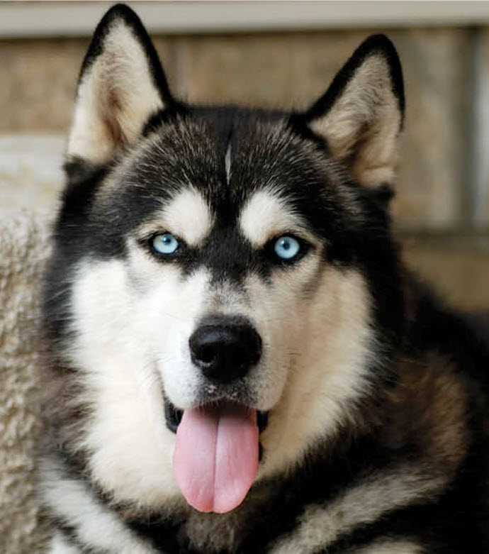 fleas and ticks on your alaskan malamute