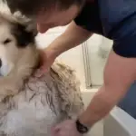 bathe and dry your alaskan malamute