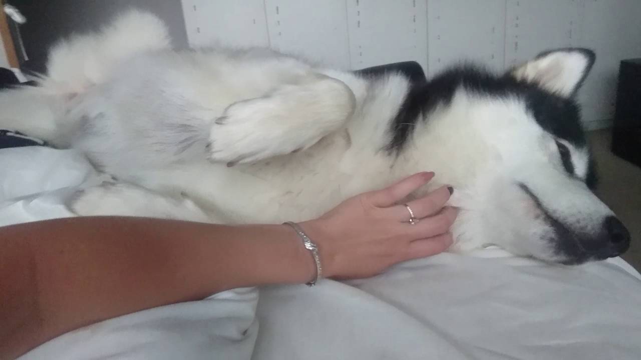 nail trimming for an alaskan malamute