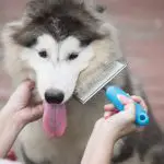supplies for your malamutes coat